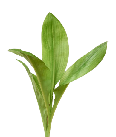 Decorative crop